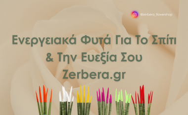 Ενεργειακά φυτά για το σπίτι και την ευεξία Zerbera.gr