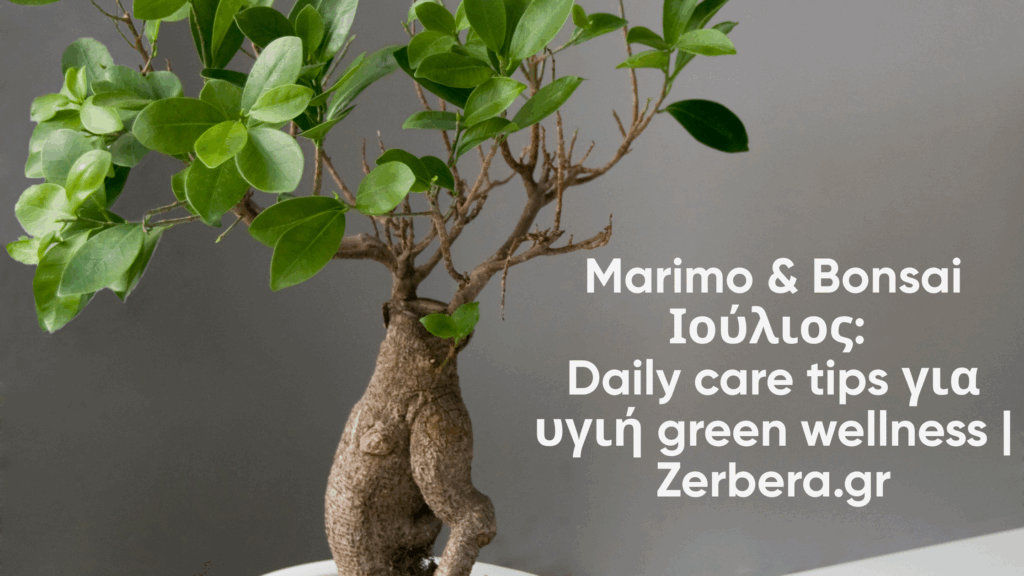 Marimo & Bonsai Ιούλιος: Daily care tips για υγιή green wellness | Zerbera.gr