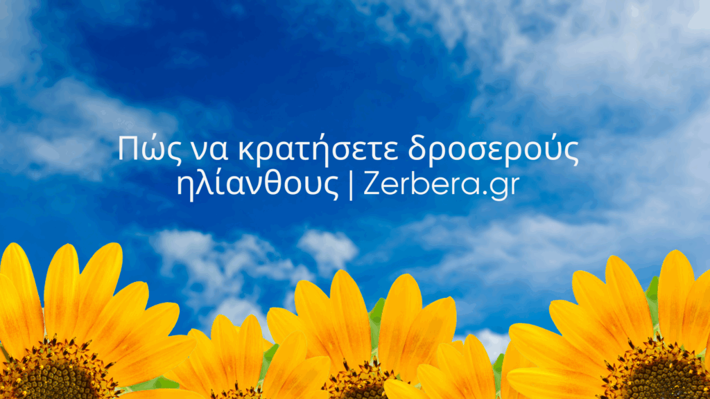 Πώς να κρατήσετε δροσερούς ηλίανθους | Zerbera.gr
