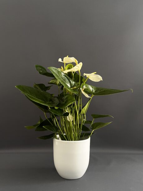 ANTHURIUM