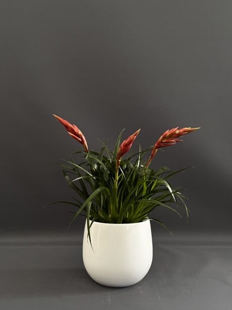 VRIESEA