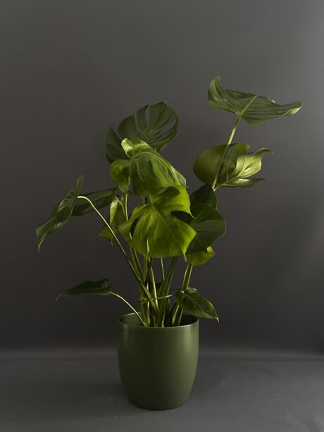 MONSTERA