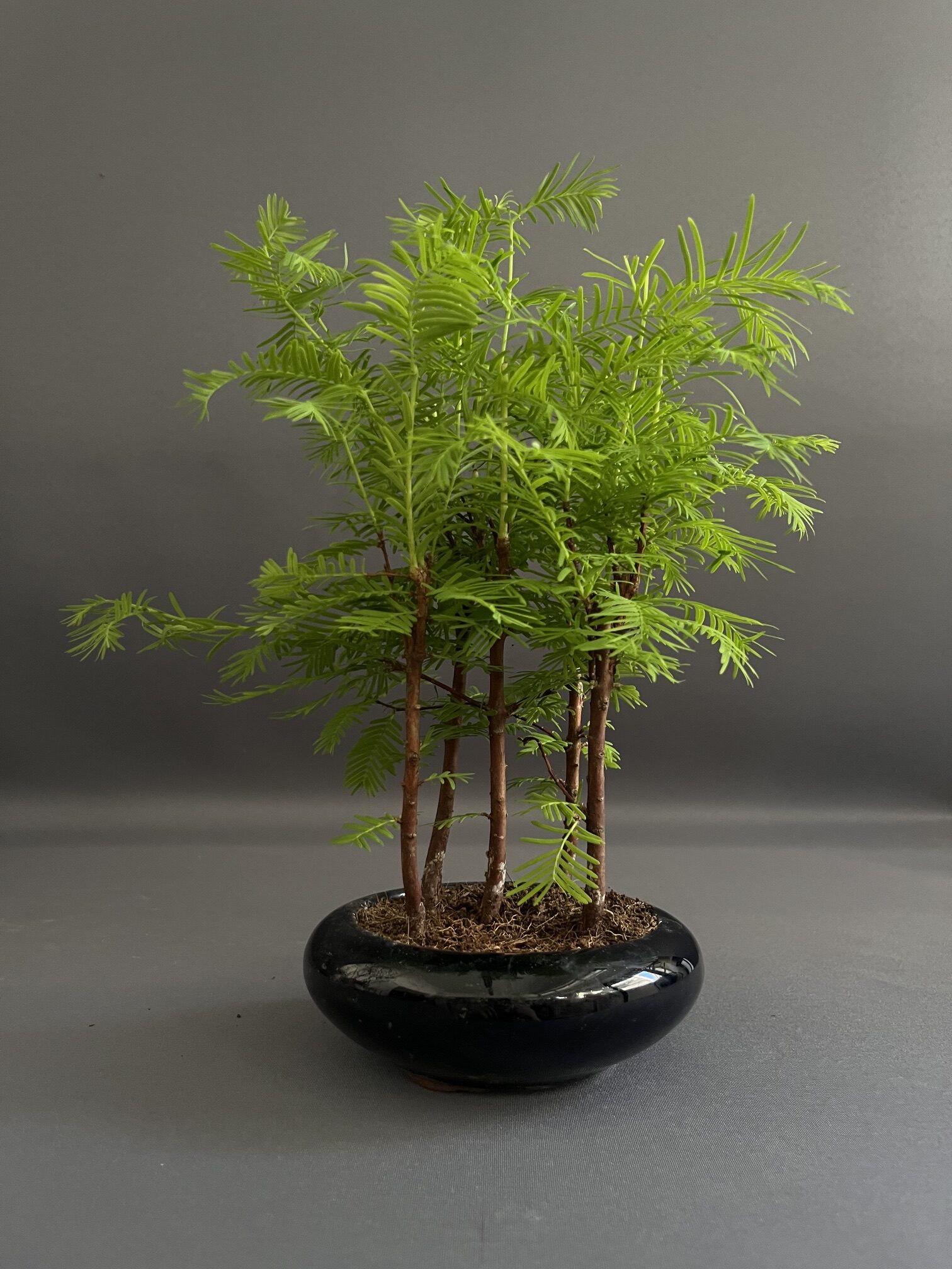 METASEQUOIA