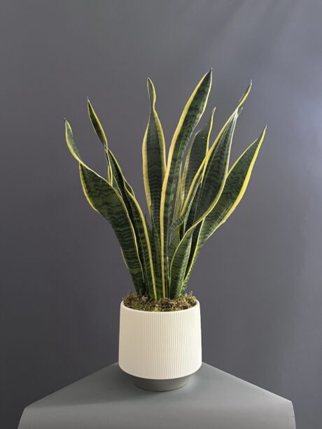 SANSEVIERIA